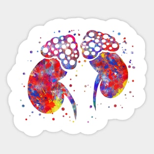 Adrenal gland Sticker